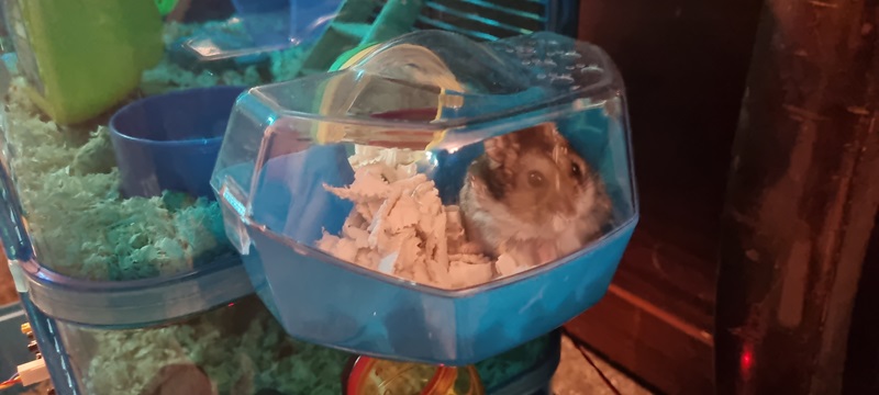 Monitoring Diesel (the Hamster)'s Movements - Diesel in his little side pod! (credit: James Rowson).